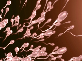 What Sperm DNA Fragmentation Really Means